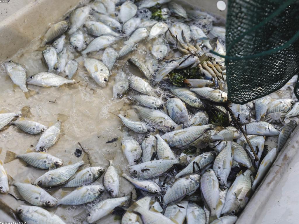 អោយយល់អំពីផលប៉ះពាល់នៃកម្មវិធីសាស្រា